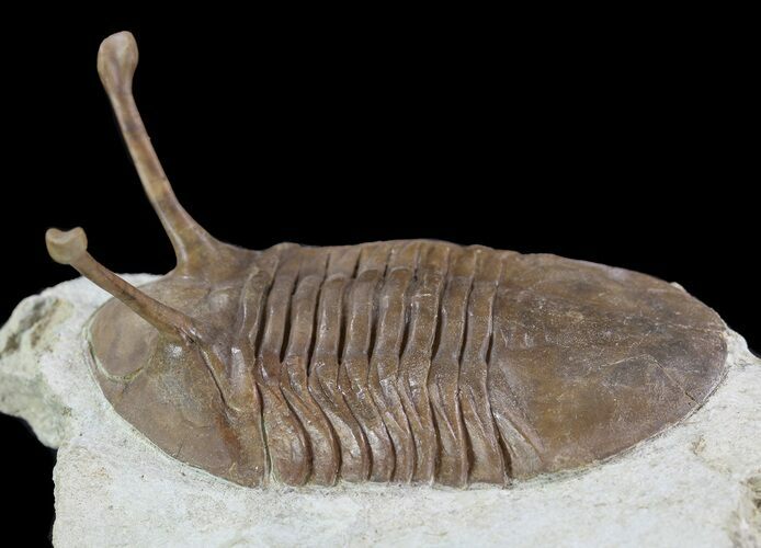 Asaphus Kowalewskii Trilobite - Huge Specimen! #89070